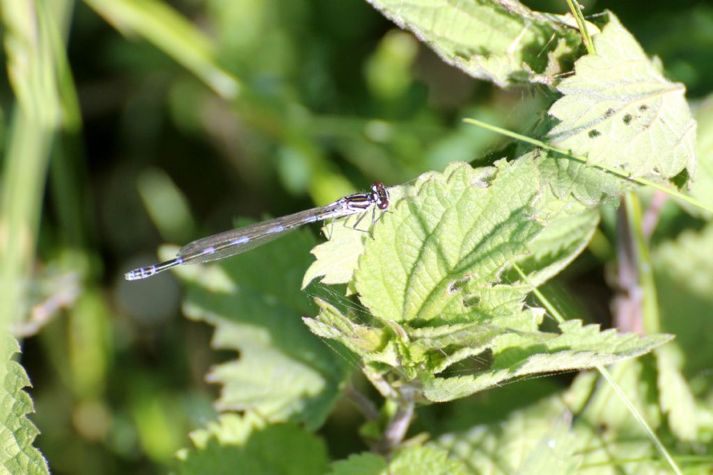 Tutte Coenagrion puella?  No, Coenagrion pulchellum